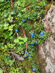 Gaultheria trichophylla