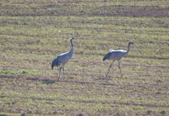 Grus grus