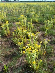 Tephroseris palustris