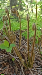 Osmundastrum cinnamomeum
