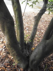 Alectryon excelsus grandis