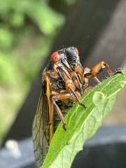 Magicicada septendecim