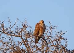 Buteo rufinus cirtensis