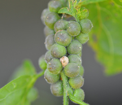 Celticecis oviformis