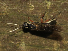Xiphydria maculata