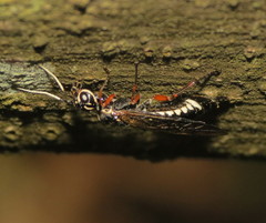 Xiphydria maculata