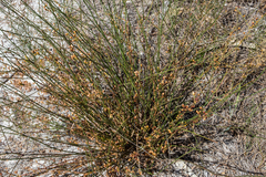 Macarthuria australis