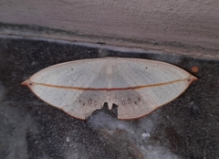 Paradecetia albistellaria