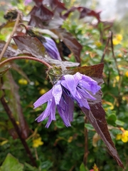 Cicerbita macrophylla