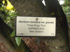 Alectryon excelsus grandis