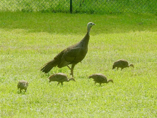 Wild Turkey photographed in Florida