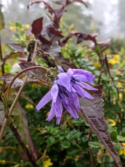 Cicerbita macrophylla