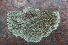 Xanthoparmelia conspersa