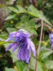 Cicerbita macrophylla