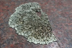 Xanthoparmelia conspersa