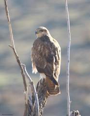 Buteo rufinus cirtensis