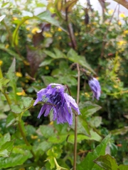 Cicerbita macrophylla