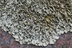 Xanthoparmelia conspersa