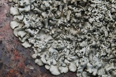 Xanthoparmelia conspersa