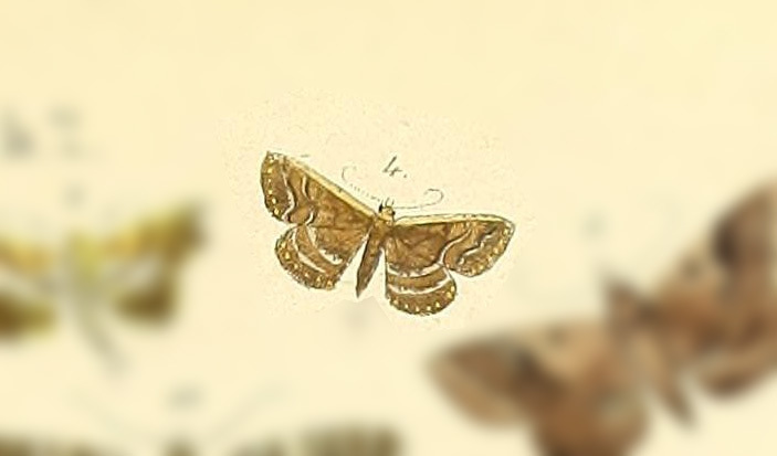 Ostha aega