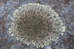 Xanthoparmelia conspersa