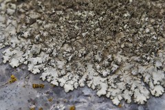 Xanthoparmelia conspersa