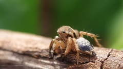 Stenaelurillus sarojinae