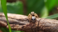 Stenaelurillus sarojinae