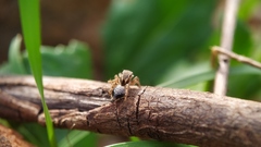 Stenaelurillus sarojinae