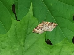 Xanthorhoe spadicearia