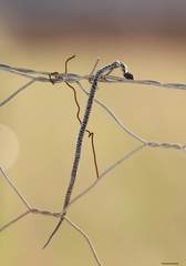 Macroprotodon mauritanicus