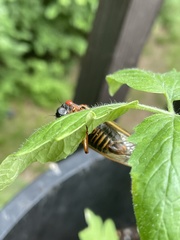 Magicicada septendecim