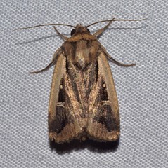 Proteuxoa tortisigna