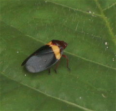 Sphenorhina obliterata