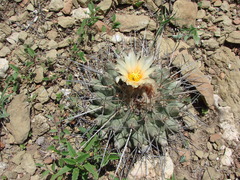 Thelocactus rinconensis rinconensis