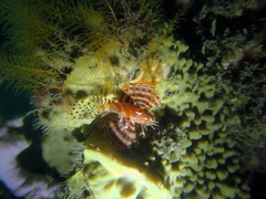 Dendrochirus brachypterus