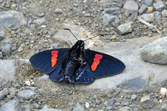 Mimoniades nurscia
