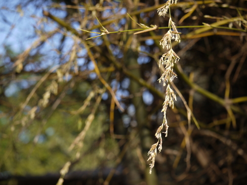 Indian Thorny Bamboo (Bambusa bambos)