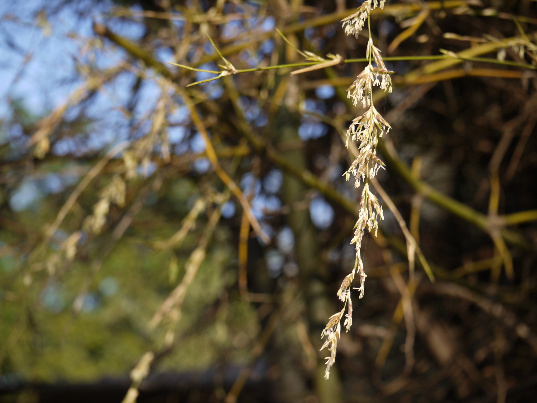 Indian Thorny Bamboo (Bambusa bambos)