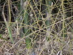 Bambusa bambos