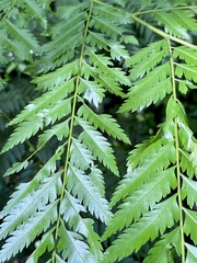 Dilodendron costaricense