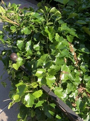 Parthenocissus tricuspidata