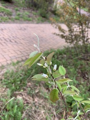 Amelanchier × lamarckii