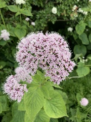 Valeriana pyrenaica
