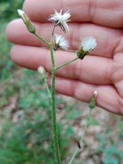 Crepis praemorsa