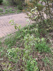 Amelanchier × lamarckii