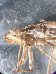 Anax imperator