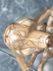 Anax imperator