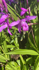 Bletilla