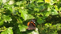 Vanessa atalanta